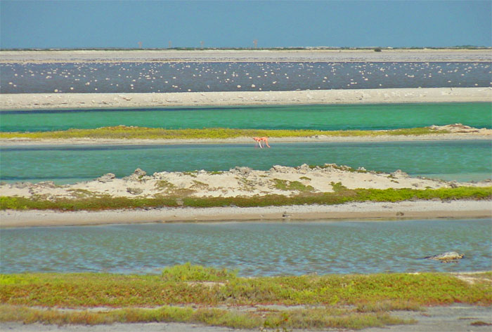 pink flamingos bonaire