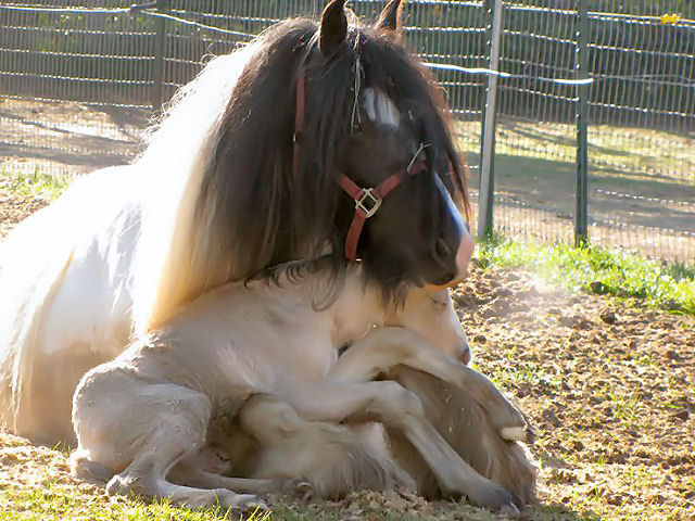 100301_baby-horse-2.jpg