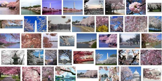 Google images of Cherry Blossom Festival in Washington DC