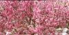 Crabapple in Bloom.jpg