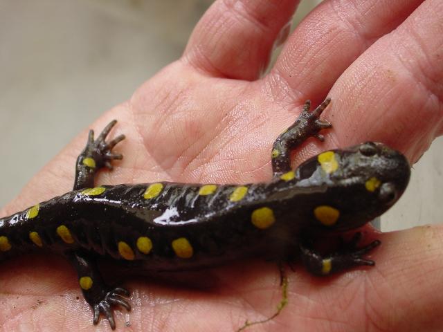 Moebius Nature Center Yellow Spotted Salamander!