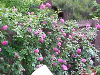 A Bourbon rose famous for its scent growing on wall, Mme. Isaac P.