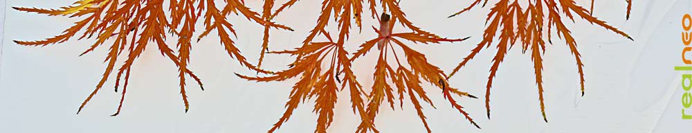 dwarf lace leaf maple autumn color