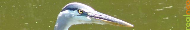 Great Blue Heron looking you in the eye