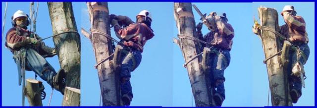 high risk aerial tree climbing and chain sawing and rigging