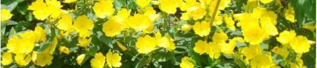 realneo header yellow flowers by Puri