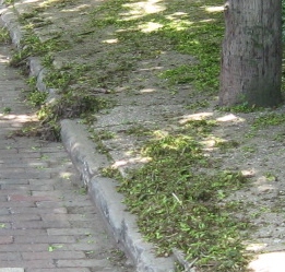 Maple tree litter on sidewalk