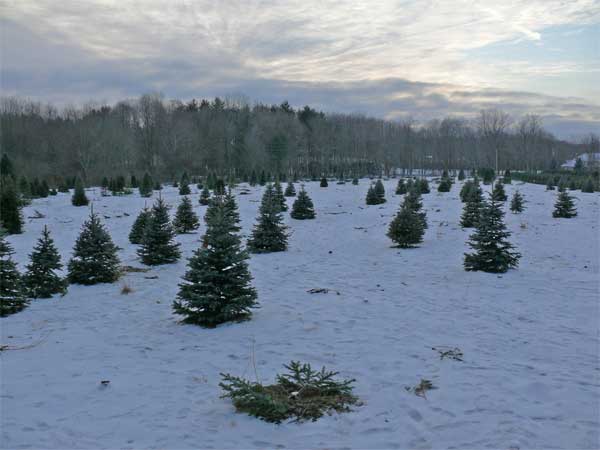 left over christmas trees not cut 