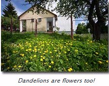 Dandylions are flowers too!!!