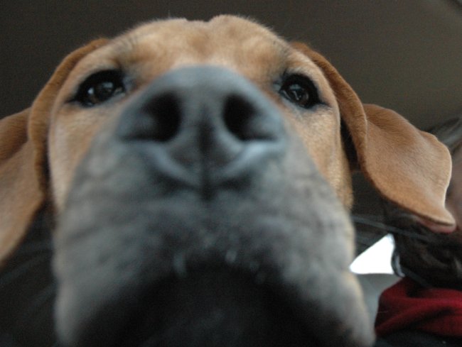 Cane Corso Puppy Nose by Grace Roulet